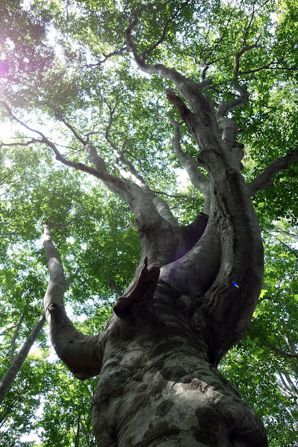mothertree