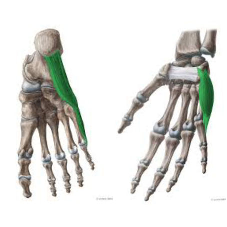 Does anyone ever talk about Pronation?