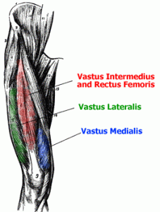 quadriceps-anatomy