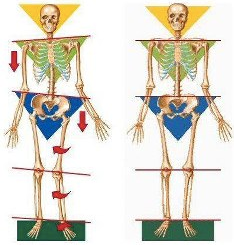 skeletal-alignment