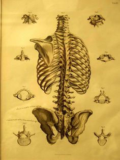 Straight Spine, or not?