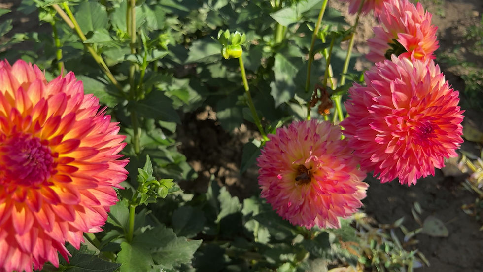 Thumbnail: September Morn Dahlia (Bloom Size BB/Formal Decorative)