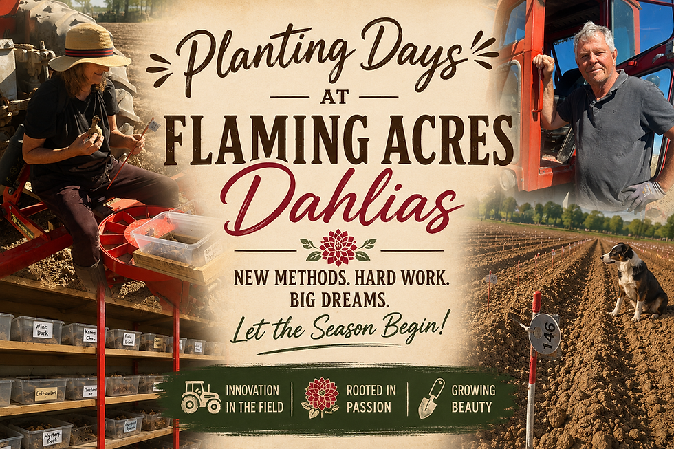 Planting Days at Flaming Acres Dahlias