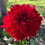Thumbnail: American Beauty Dahlia (Bloom Size A/Informal Decorative)