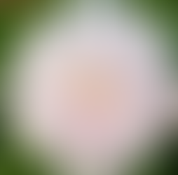 Meet the Dahlias: Ten Varieties with Big Personality