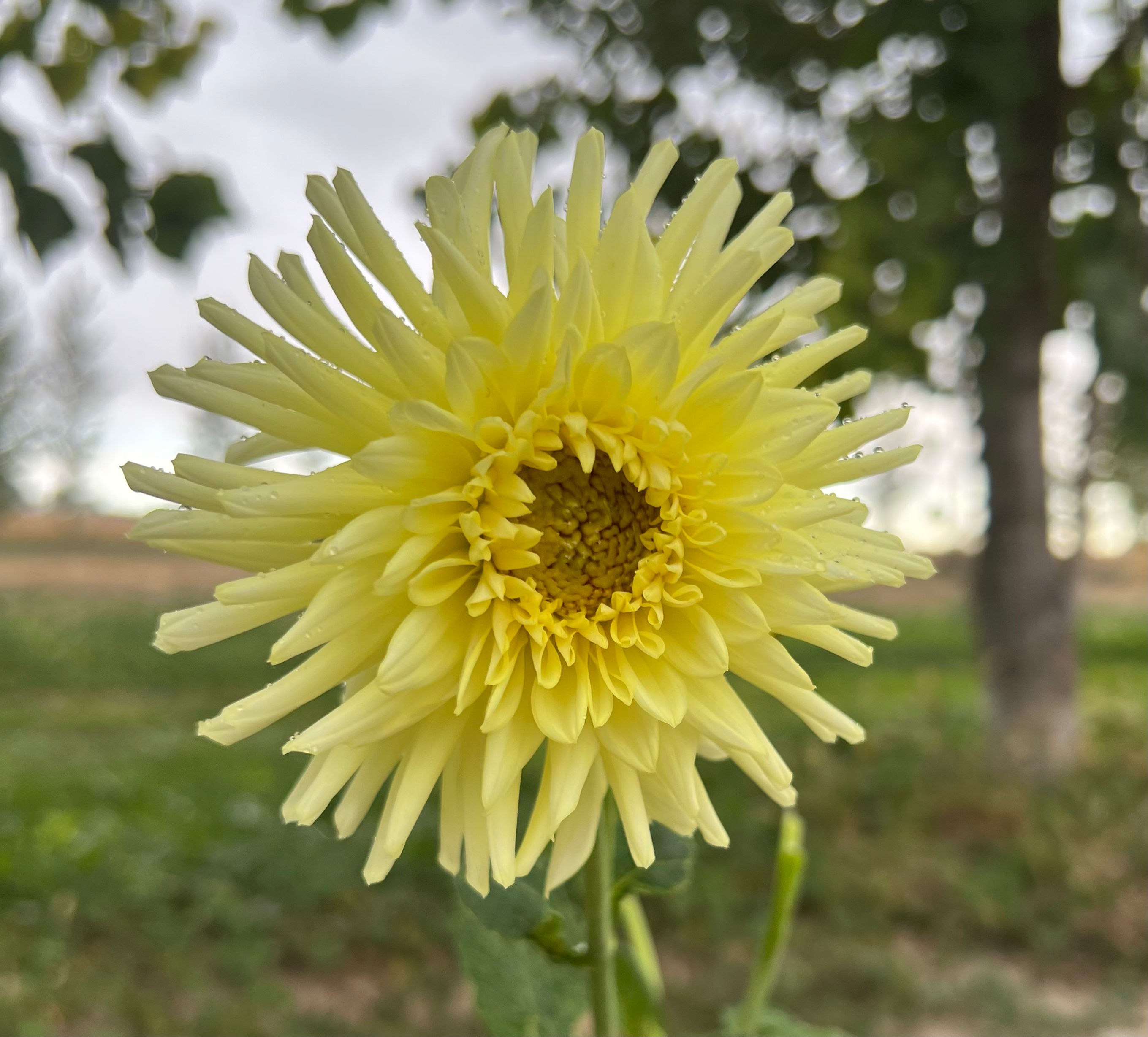Grand Prix Dahlia (Bloom Size A/Informal Decorative)