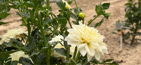 The Promise in the Pruning: The Key to More Blooms