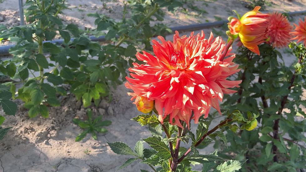 Thumbnail: Harts Harvest Dahlia (Bloom Size A/Semi-Cactus)