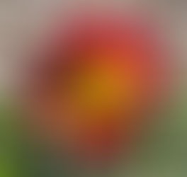 Dahlia Flaming Acres Dahlias