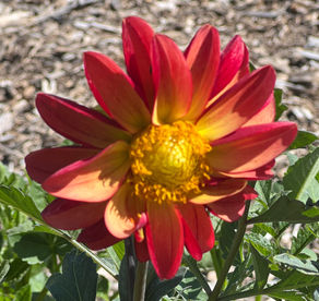 Dahlia Flaming Acres Dahlias