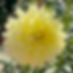 Citron du Cap Dahlia