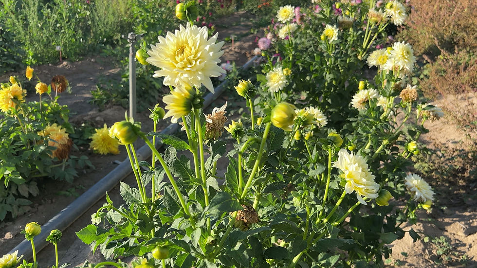 Thumbnail: Tapioca Dahlia (Bloom Size BB/Informal Decorative)