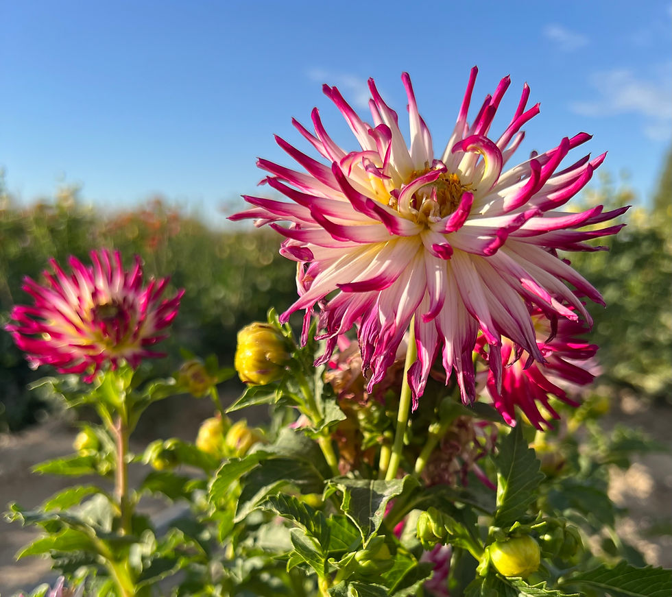 Thumbnail: Tanjoh (Bloom Size Miniature/Semi-Cactus)