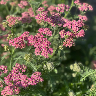 Yarrow Flaming Acres Farm