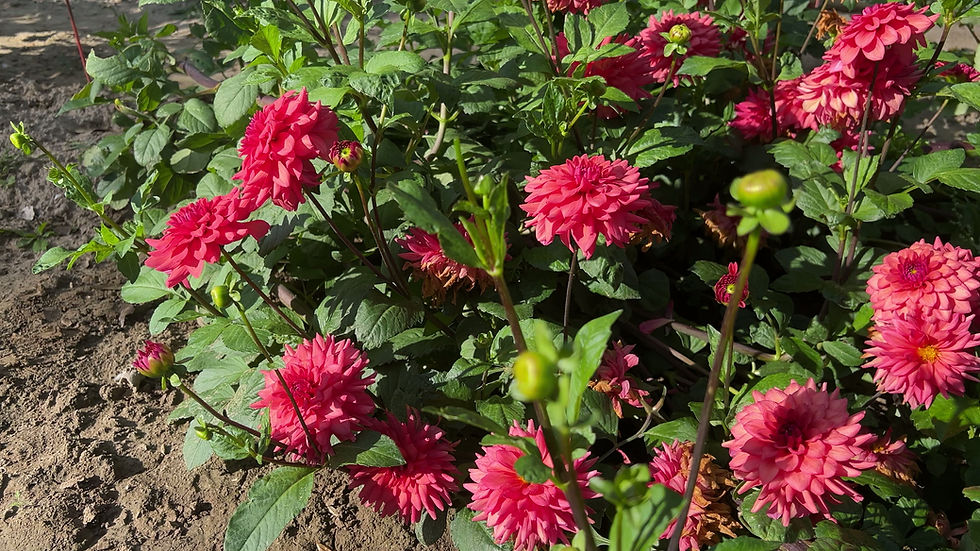 Thumbnail: Cheers Dahlia (Bloom Size Miniature/Informal Decorative)