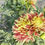 Thumbnail: Swan’s Sunset Dahlia (Bloom Size A/ Informal Decorative)