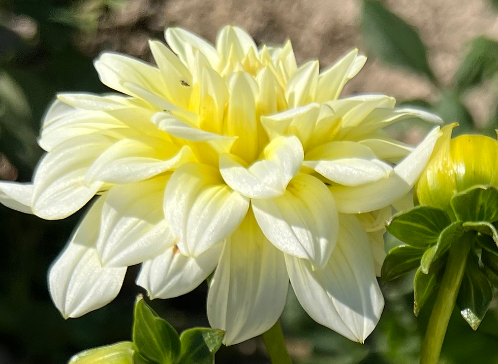 Thumbnail: Moonstruck Dahlia (Bloom Size Miniature/Informal Decorative)