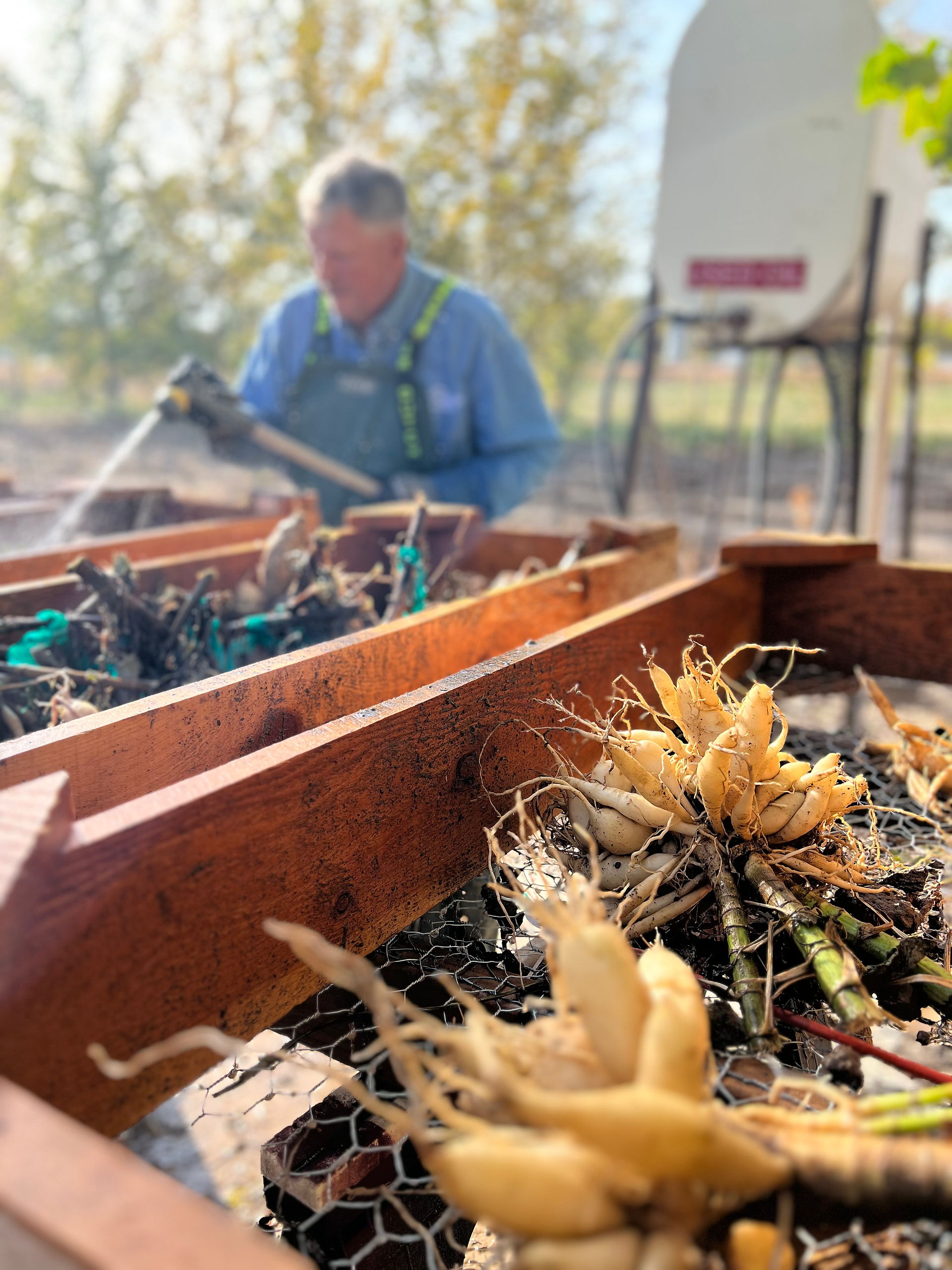 Dion Washing Dahlias