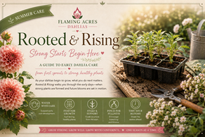 Rooted & Rising Guide