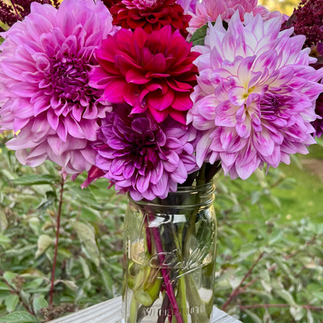 Ashley's Purple & Pink Dahlia Bouquet