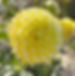 River's Yellow Snow Dahlia