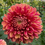 Thumbnail: Coseytown Bounty Dahlia (Bloom Size Miniature/Ball)