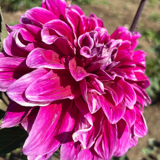 Ferncliff Solar Flare Dahlia