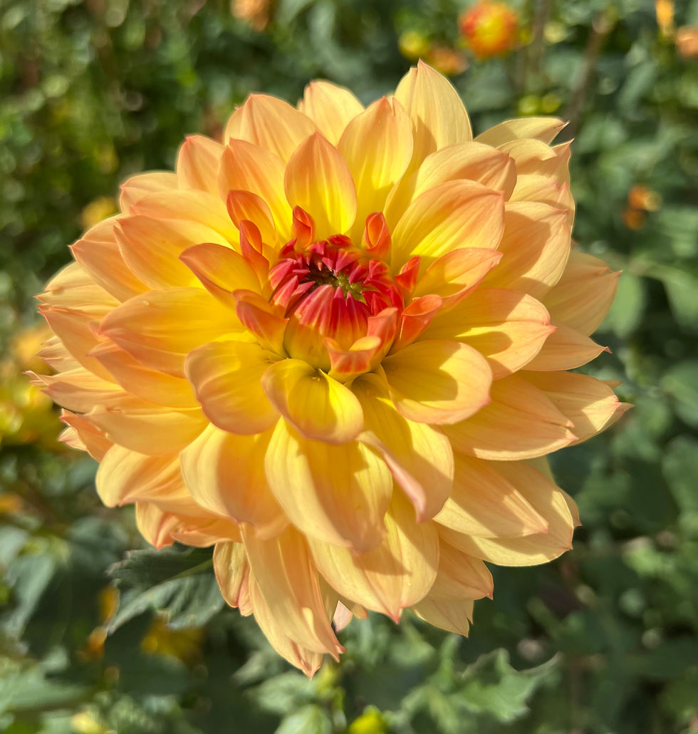 Thumbnail: Linna Dahlia (Bloom Size BB/Informal Decorative)