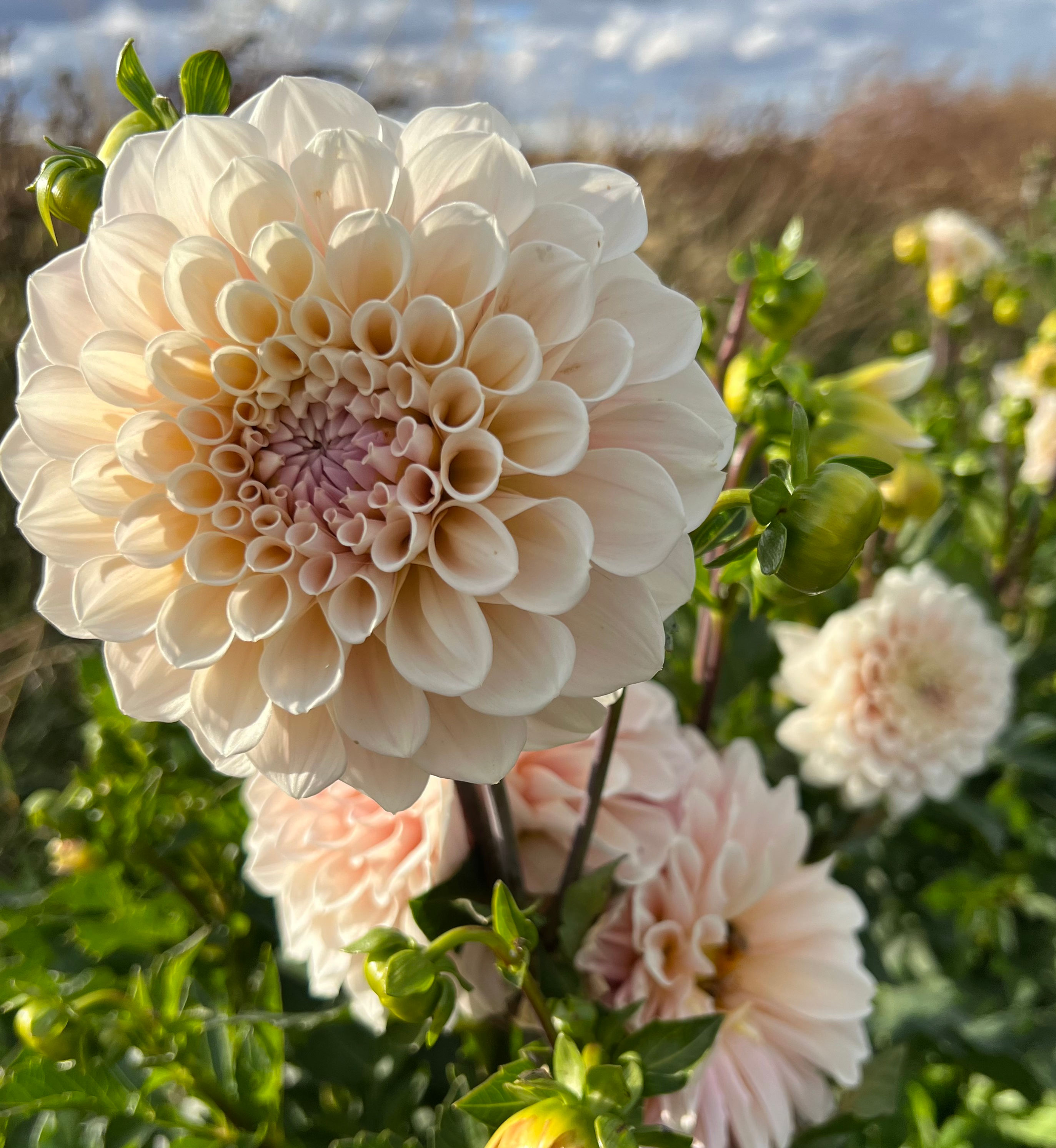 Sweet Nathalie (Bloom Size BB/ Formal Decorative)