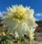 Thumbnail: Frozen  Dahlia (Bloom Size A/Informal Decorative)