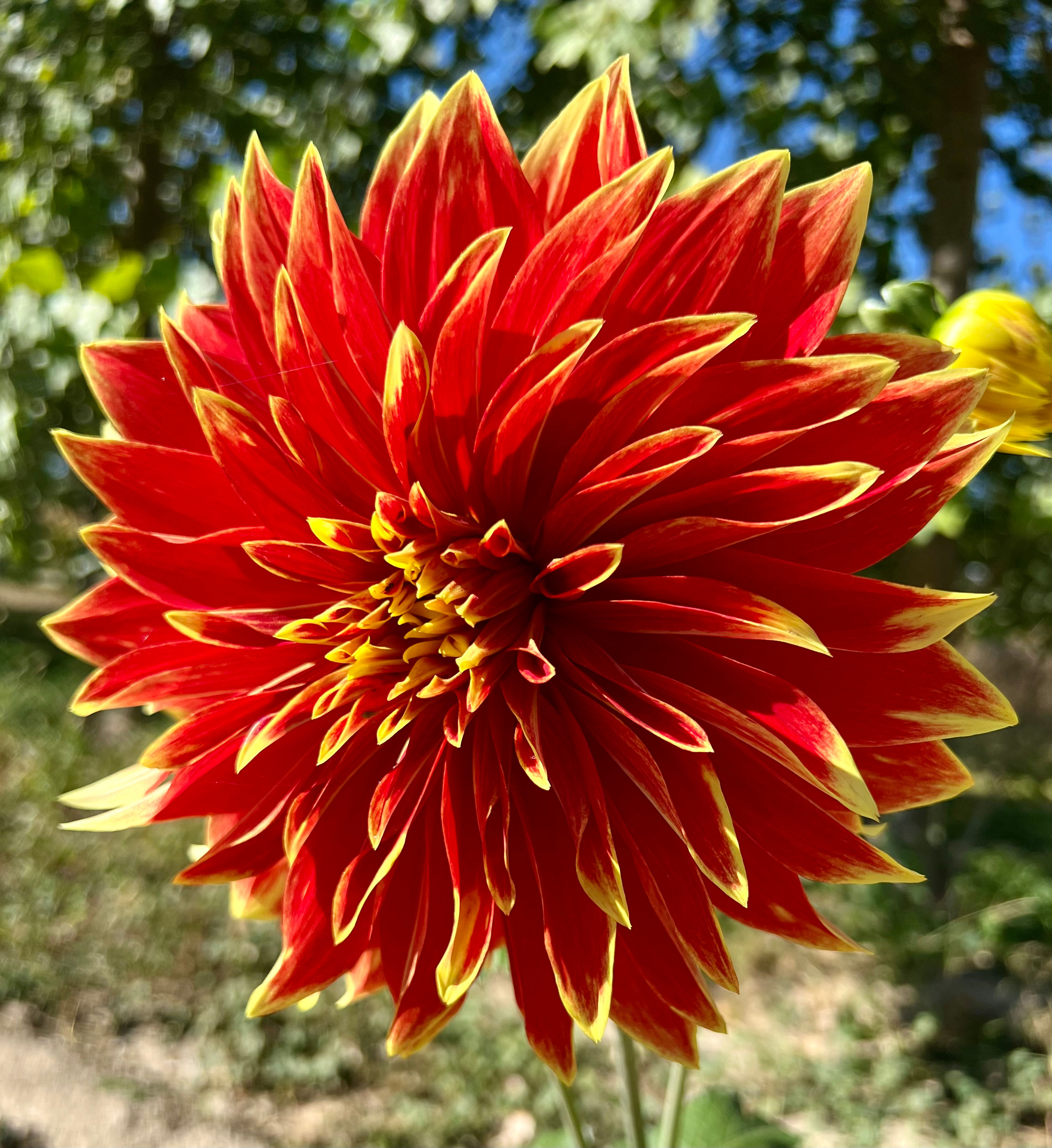 Ketchup & Mustard Dahlia (Bloom Size B/Formal Decorative)