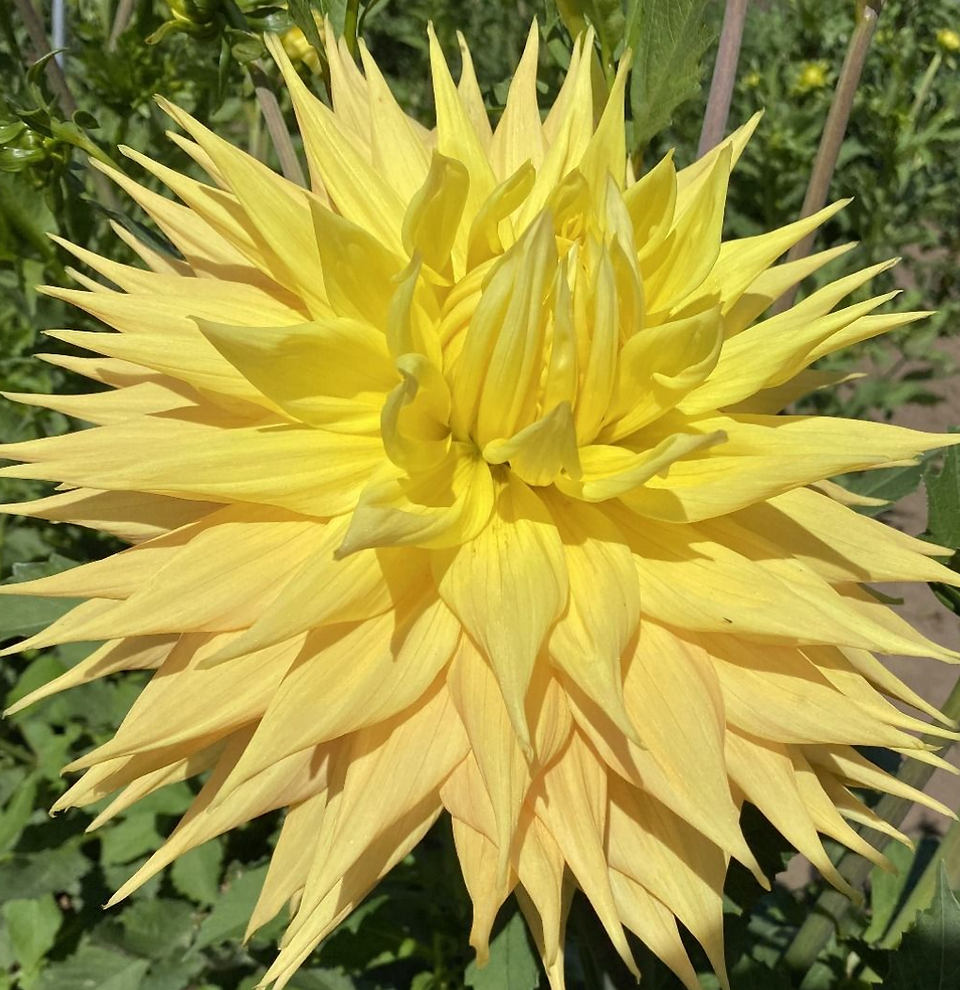 AC Jeri Dahlia
