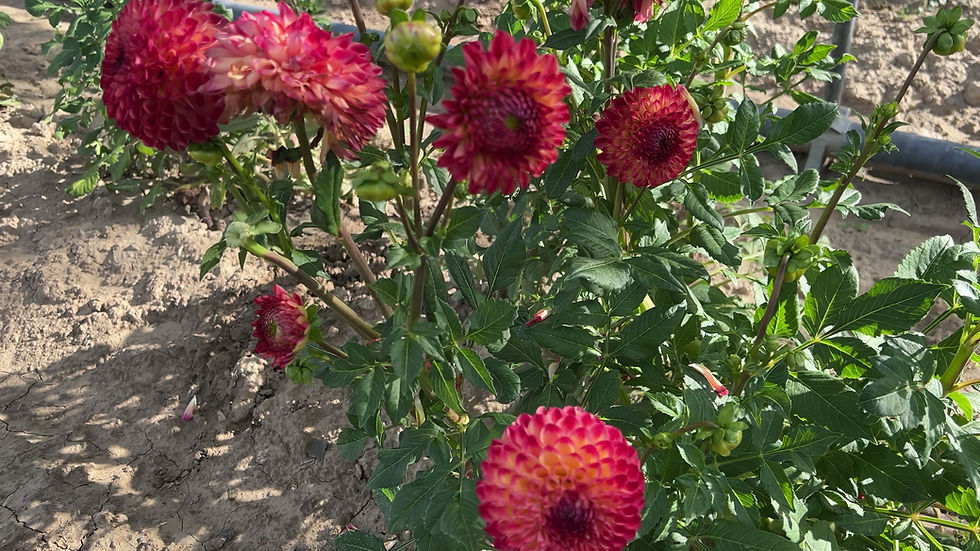 Thumbnail: Camano Mordor Dahlia (Bloom Size Miniature/Ball)