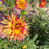 Thumbnail: Pinelands Pam Dahlia (Bloom Size B/Laciniated)