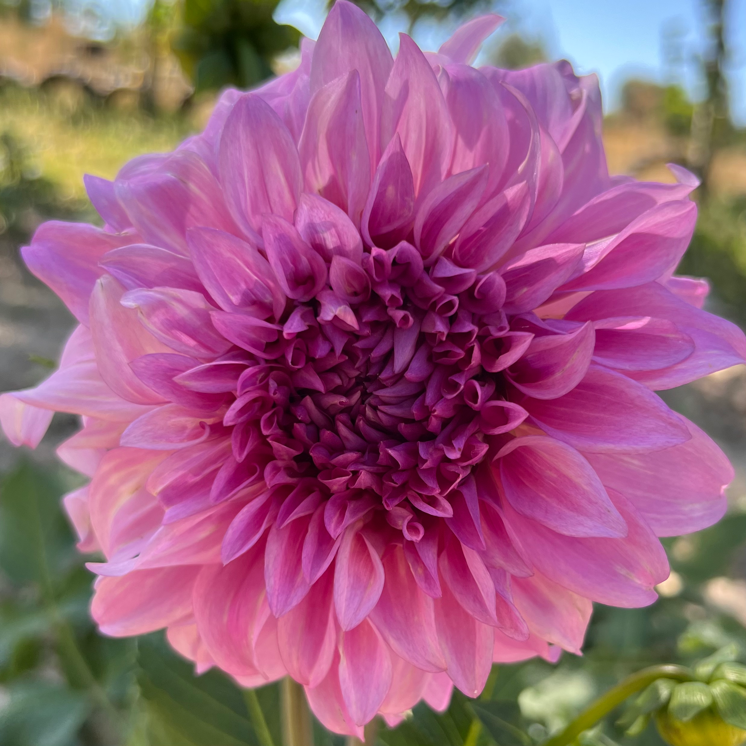 Vassio Meggos Dahlia (Bloom Size A/Informal Decorative)