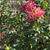 Thumbnail: Extase Dahlia (Bloom Size Miniature/Formal Decorative)