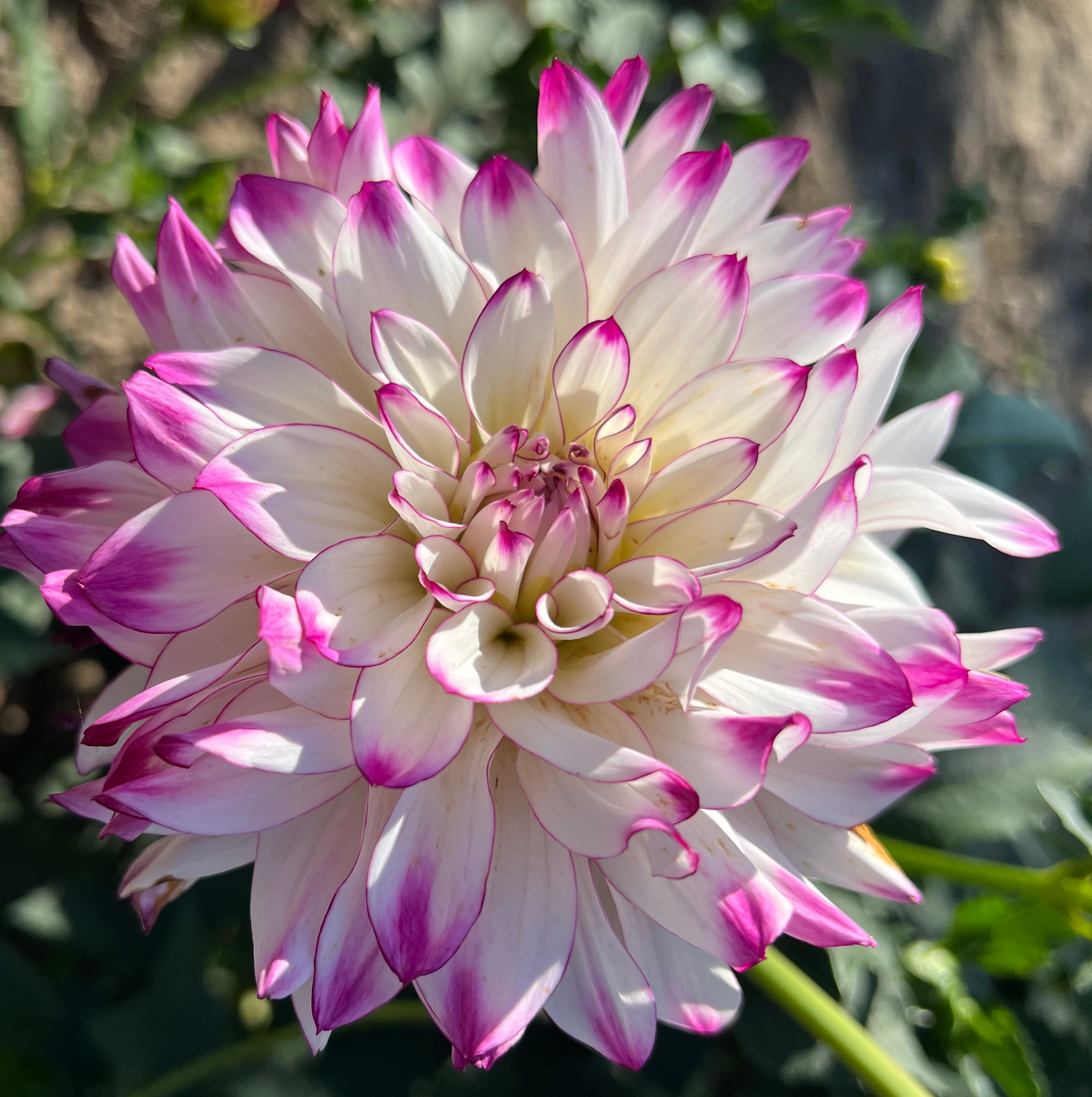 Tipsy Dahlia (Bloom Size BB/Informal Decorative)