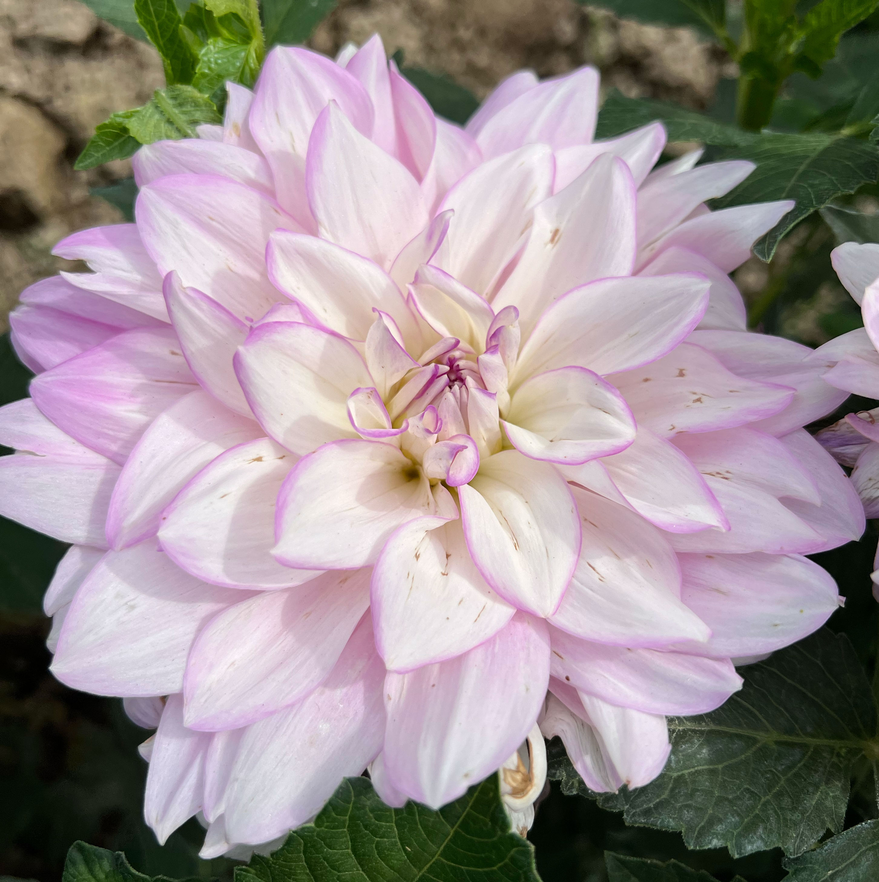 Mikayla Miranda Dahlia