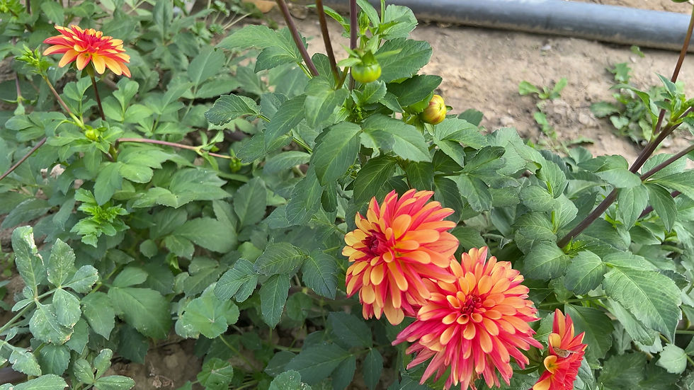 Thumbnail: Crazy Legs Dahlia (Bloom Size Miniature/Stellar