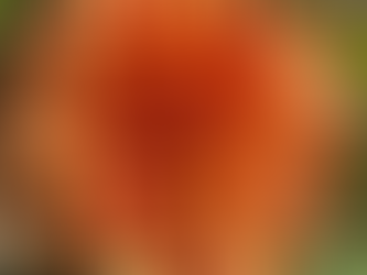 Ferncliff Solar Flare Dahlia