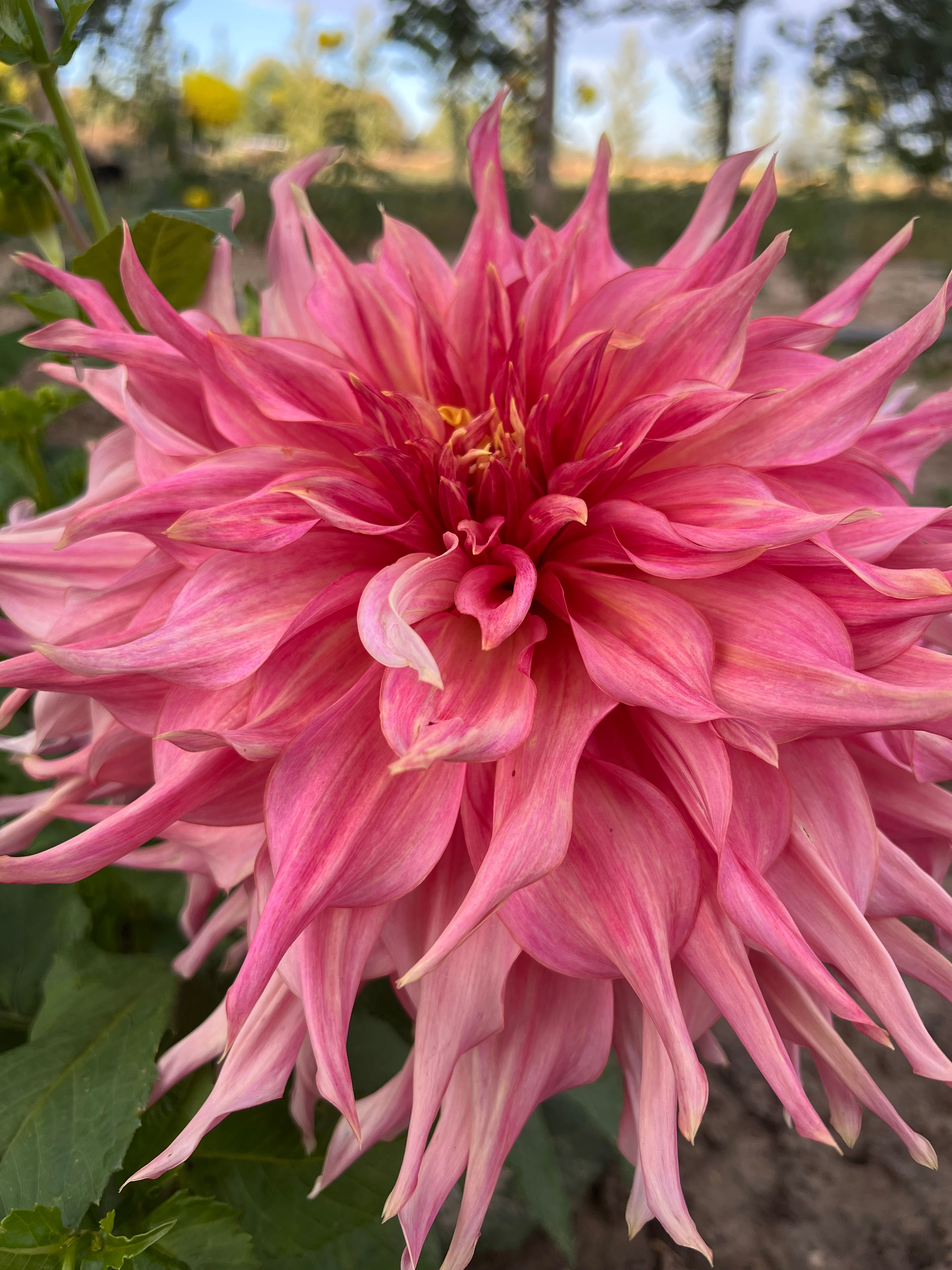 Penhill Watermelon Dahlia (Bloom Size A/Informal Decorative)