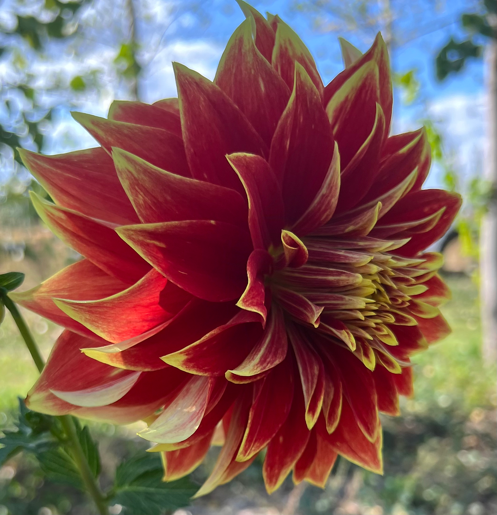 Thumbnail: Ketchup & Mustard Dahlia (Bloom Size B/Formal Decorative)