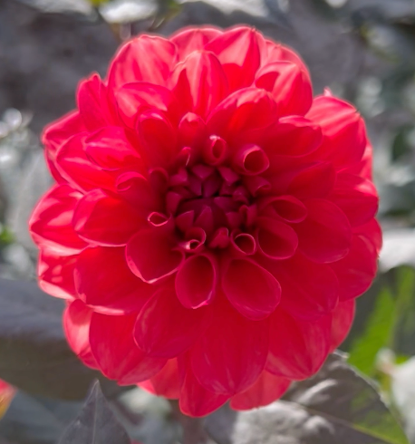 Thumbnail: Smarty Pants Dahlia