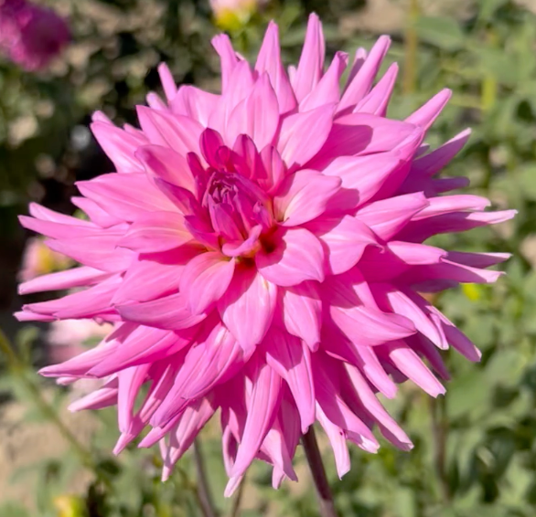 Herbert Smith Dahlia
