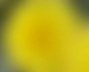 Heat-Tolerant Dahlias:Keeping Dahlias Happy in the Heat