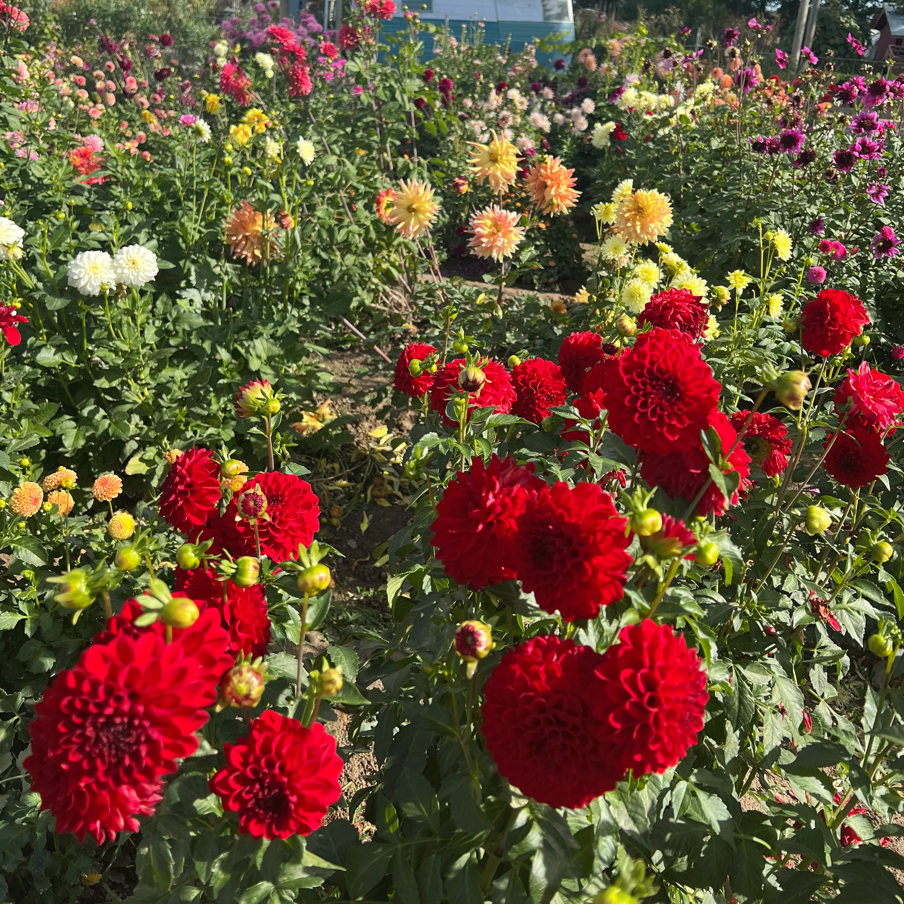 Dahlias Flaming Acres Dahlias