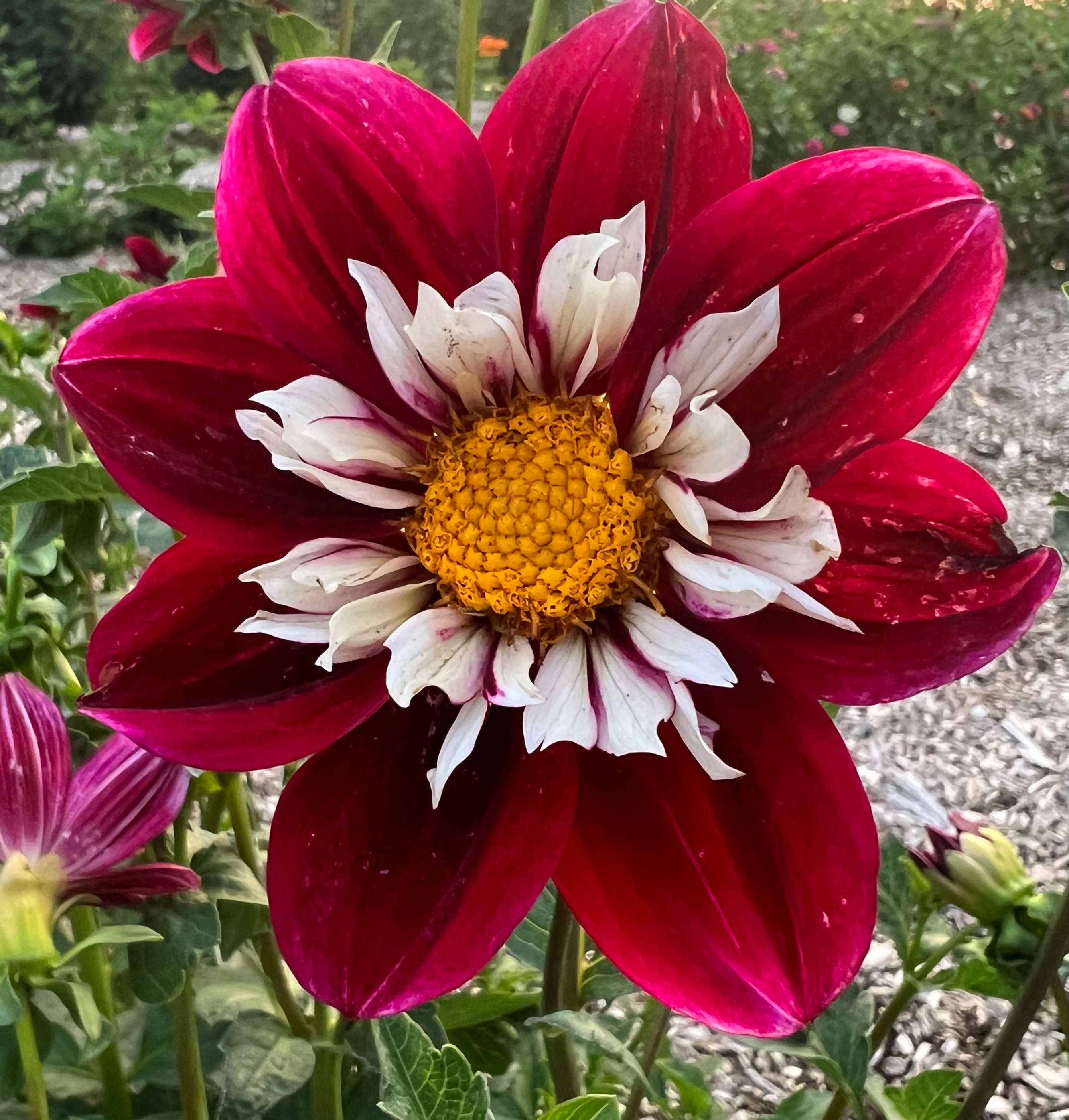 Awaikoe Dahlia (Bloom Size Miniature/Collarette)