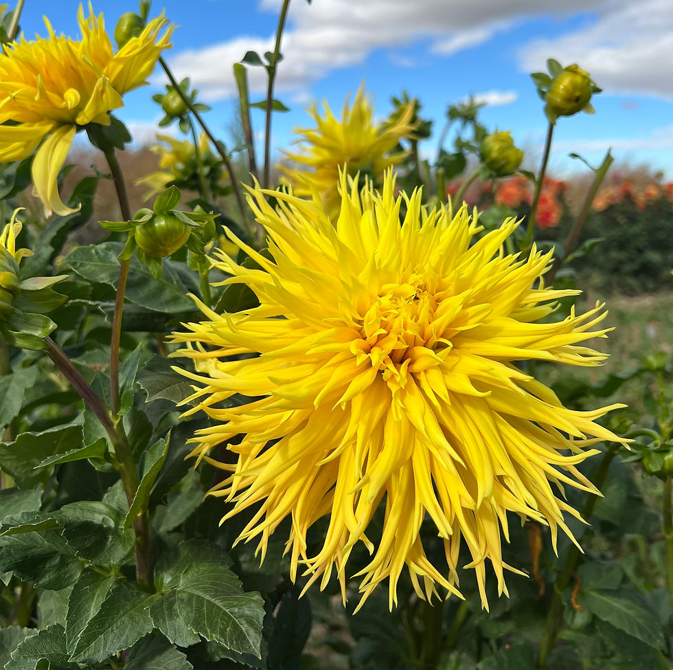 Thumbnail: Encore Dahlia (Bloom Size AA/Laciniated)