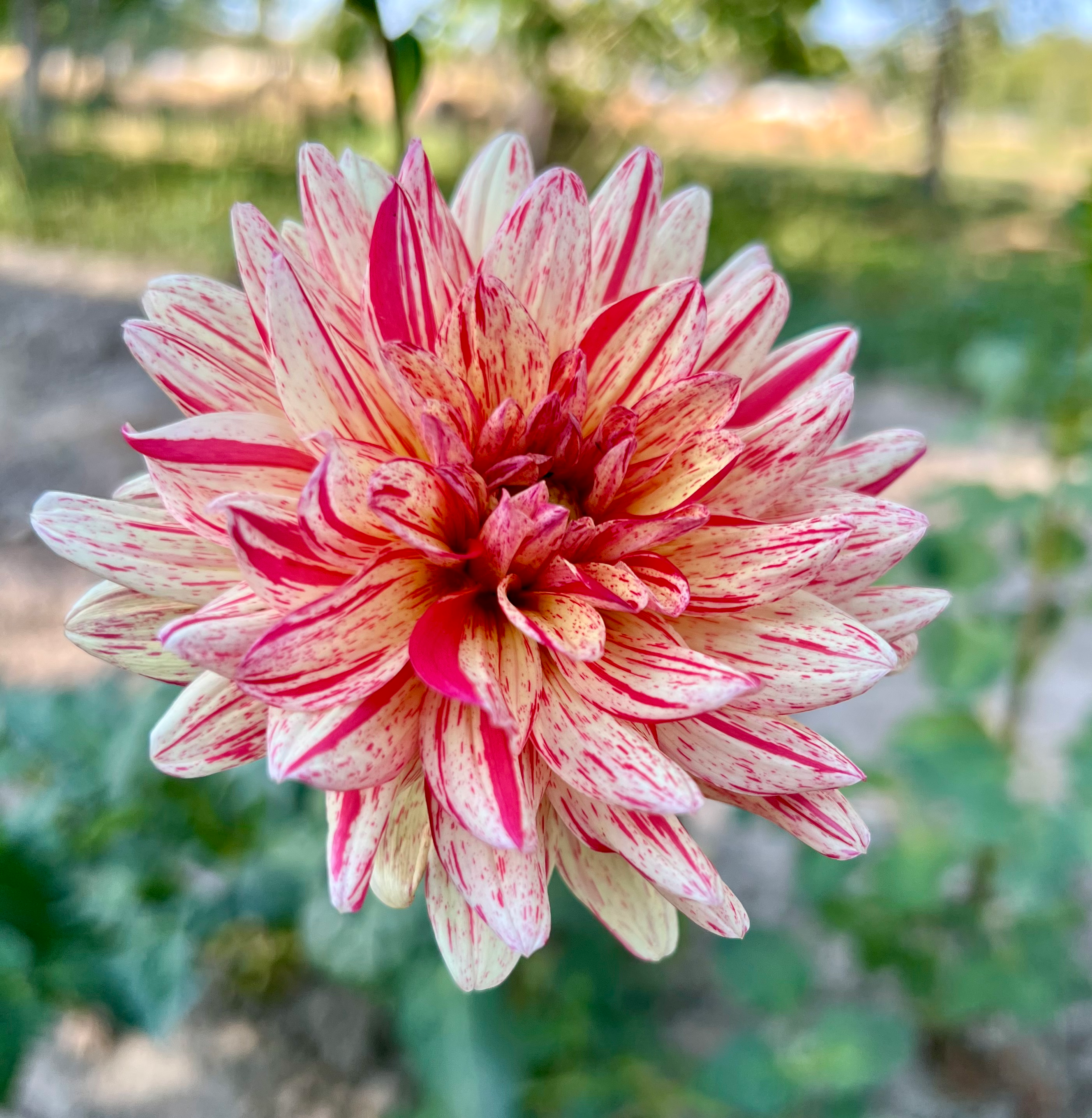 Awe Shucks Dahlia (Bloom Size BB/Waterlily)