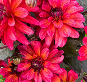 Groovy Dahlia